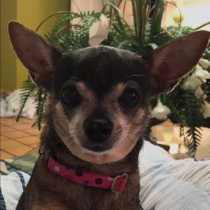 Meet your Posher, Paulette